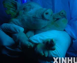 Nacieron en China las primeras crías fluorescentes del cerdo clonado