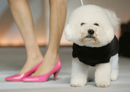 Fiesta de Nuevo Año del Perro en Tokio