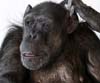 Chimpacé protagonista de Tarzan publicará autobiografía