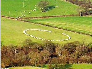 Ovejas forman misterioso círculo en granja de Inglaterra
