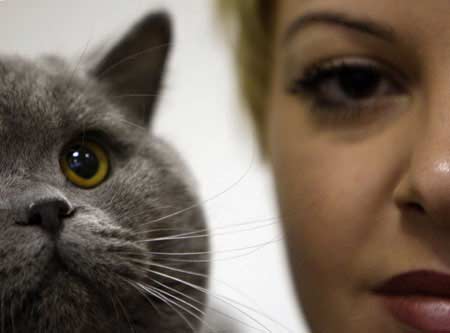 Campeonato Internacional de gatos en Budapest