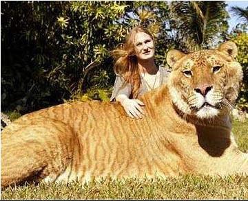 Gigante león-tigre en Estados Unidos por falta de genes de control del crecimiento