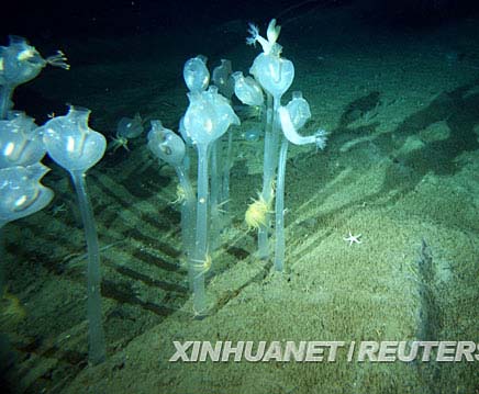 Científicos australianos descubren extraños seres marinos bajo superficie de agua de la Antártica