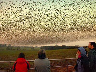 Millones de Acridetheres ritatellus invaden Escocia