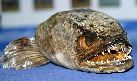 Un pez cabeza de serpiente gigante pescado en un río de Gran Bretaña