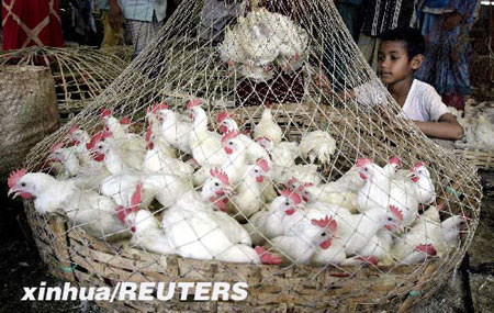 La gripe aviar se extiende de forma alarmante al mismo tiempo que se matan aves de corral en Bangladesh