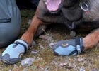 Los perros de la policía alemana llevan calzado