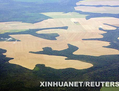 Seria tala ilegal de selva amazónica de Brasil