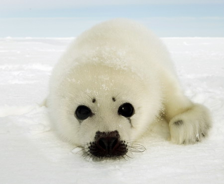 Empezarán la caza de focas en Canadá