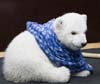 Feliz vida de osita polar Flocke, tras ser abandonada por su madre