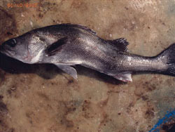 Deformadas peces aparecen en mar Ariake de Japón