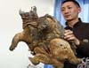 Se descubre tortuga parecida a Chelydra Serpentina en Kunming de China