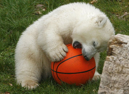 Osita polar en primera aparición publica