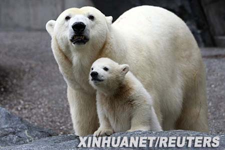 Cachorro oso polar aparece en público en zoo de Alemania