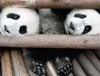 Pandas siguen vida feliz tras devastador sismo