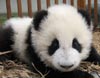 Pandas siguen vida feliz tras devastador sismo