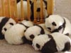 Pandas siguen vida feliz tras devastador sismo