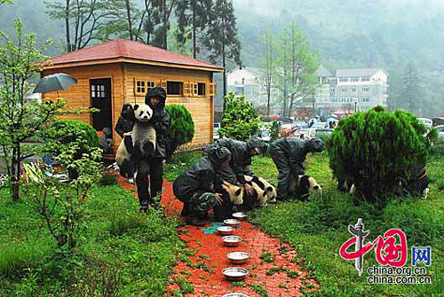 Envían suministros a pandas hambrientos en poblado chino afectado por terremoto