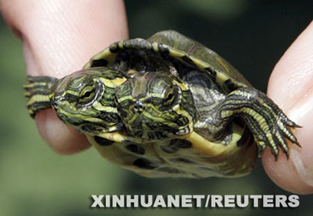 Tortuga bicéfala encontrada en Japón