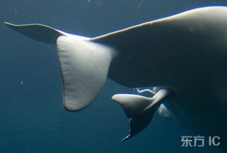 Fotos que muestran proceso completo de parto de ballena blanca