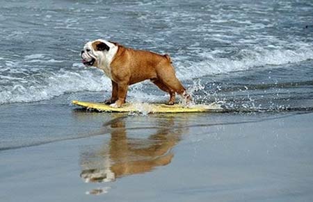 Concurso de surf para perros en California
