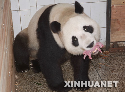 Panda da a luz cachorros gemelos, los primeros nacidos tras desastroso seísmo