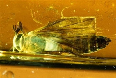 Se descubren rarísimos insectos desconocidos en ámbar español de hace 110 millones de años