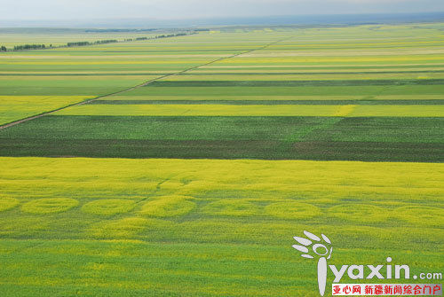 Aparecen diez y tantos círculos raros en campos de colza de Xinjiang, China
