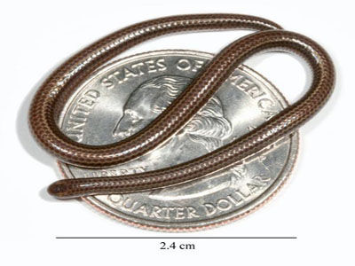 Científicos descubren la serpiente más pequeña en el mundo que al enrollarse tiene tamaño similar al de una moneda metálica