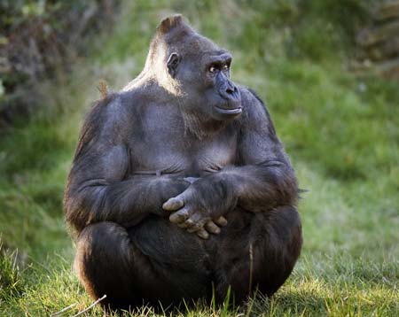 La mitad de la población mundial de monos y simios amenazados de extinción, según un informe