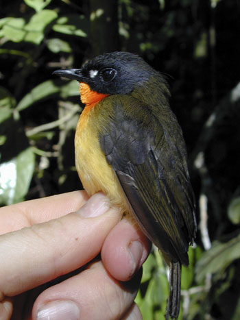 La más reciente especie del mundo vuela en las selvas de Gabón