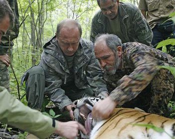 Putin ayuda a cpturar tigre con bala cautiva