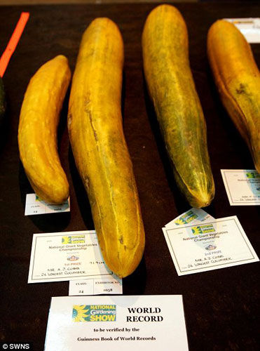 Pepino de un metro de largo rompe record Guinness