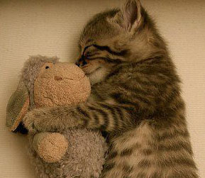 Gatos durmiendo
