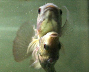 Increíbles peces siameses unidos por el estómago
