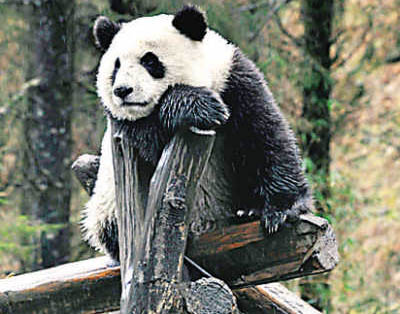 Primer mapa del genoma de panda gigante en el mundo