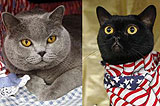 “Gatos representativos” para Obama y MacCain en show de felinos en N.Y.