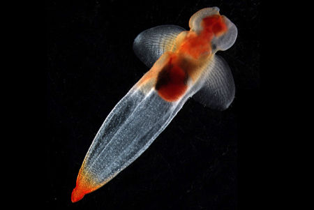  Científicos revelan nuevas especies polares