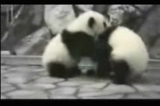 Proyéctase edición verdadera de “Kung Fu Panda”; 2 pandas gigantes pelearon durante 50 minutos