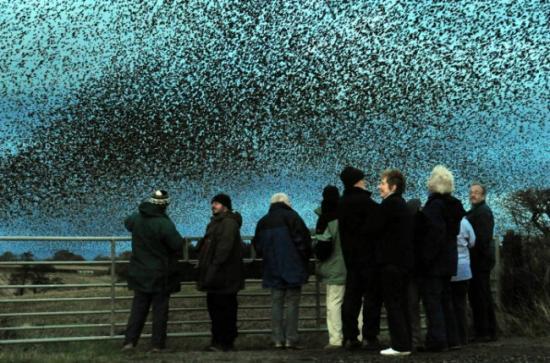 Millones de estorninos invadieron Gretha Green de Escocia