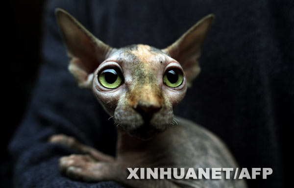 Concurso de belleza de gatos en Bulgaria