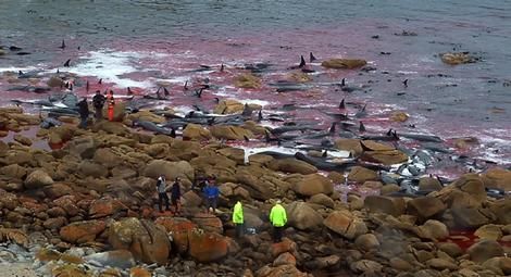 Murieron 140 grandes ballenas varados en la costa de Australia teñiendo con sangre las playas