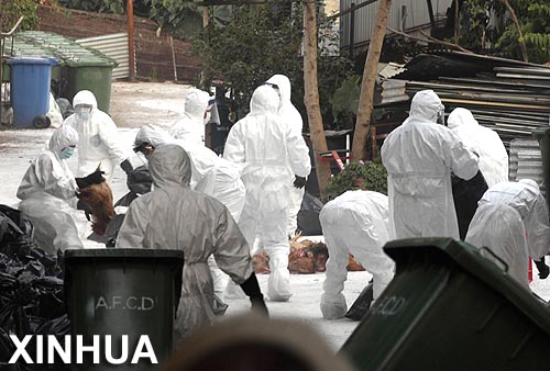 Guangdong suspende envío de aves de corral a Hong Kong por nuevos  casos de gripe aviar