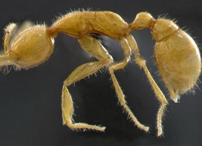 Revista norteamericana da a conocer 10 nuevas especies de 2008 que incluyen martialis heureka de color dorado