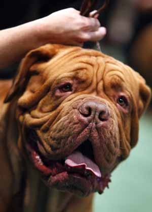 El show canino de Westminster 2009 prosigue en Nueva York