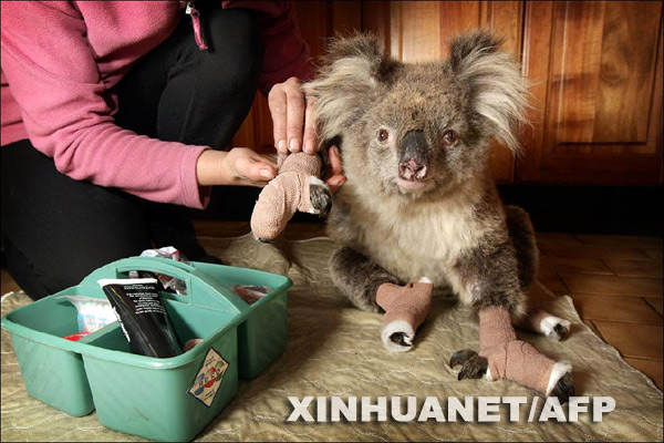 Koala escapado de incendio forestal llega a ser estrella de la Red