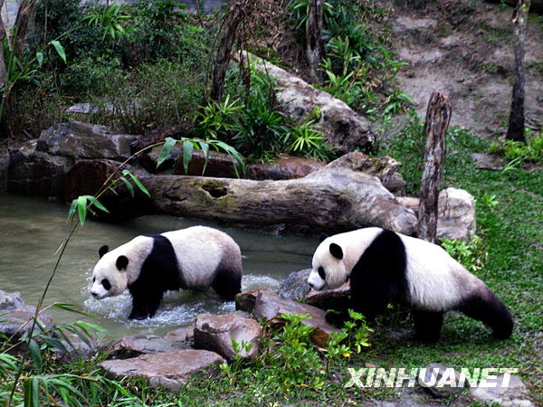 OSOS PANDAS | Animales