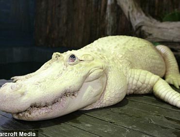 EEUU exhibe raro cocodrilo blanco con ojos azules De esta especie sólo existen 12 en el mundo