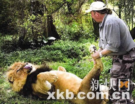 León goza de masaje de su criador en Sudáfrica