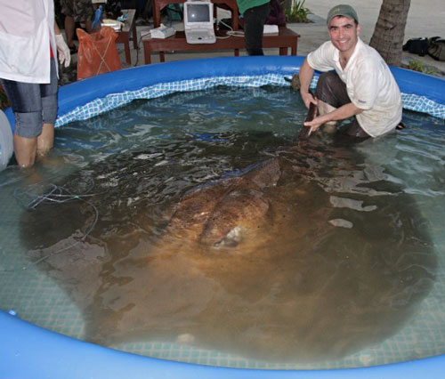 Capturado pez de 350 kilogramos en río de Tailandia